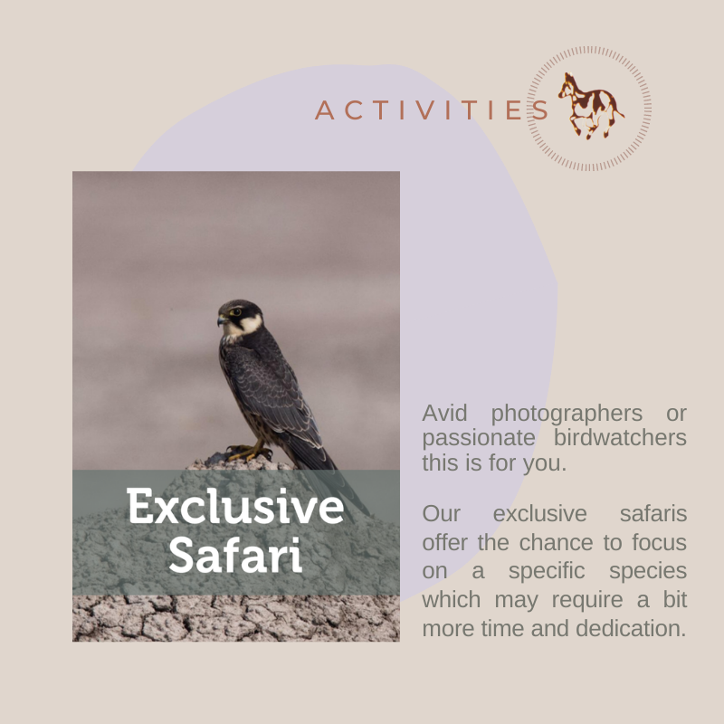 Exclusive Safari