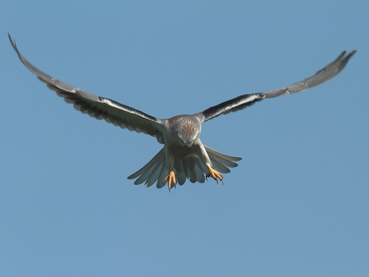 Kite, Black-winged - Hover Attack