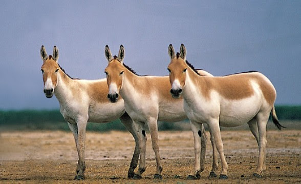 The Majestic Wild Ass of the Little Rann of Kutch