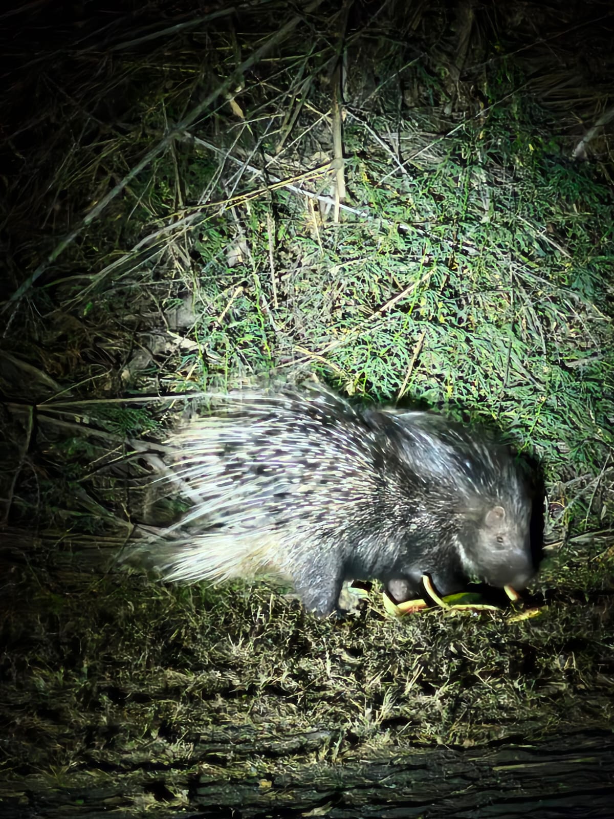 Porcupines at Desert Coursers