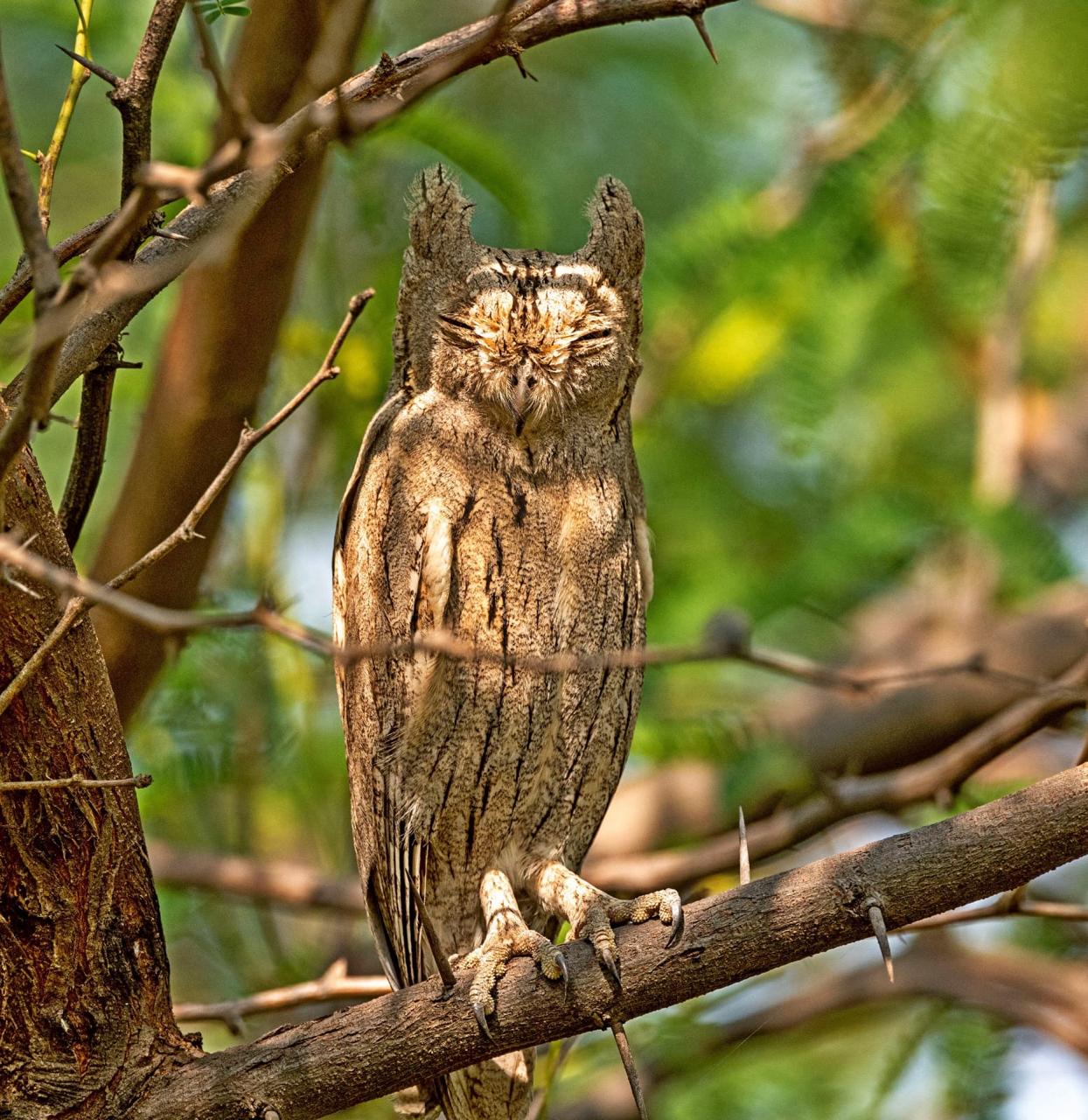 Pallid Scops Owl at Desert Coursers