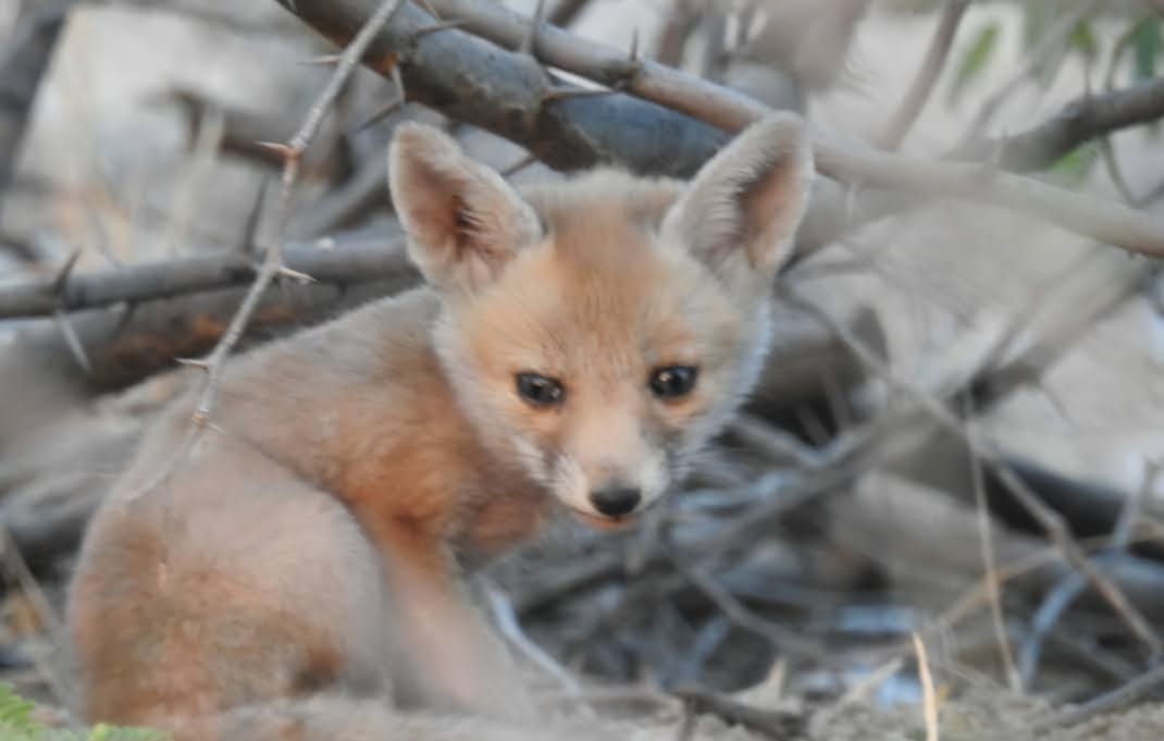 FOX Cubs LRK