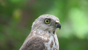 immature shikra living inside ecolodge area